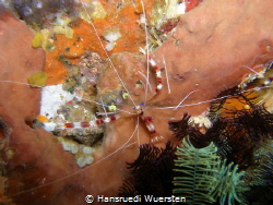Banded Boxer Shrimp - Stenopus hispidus by Hansruedi Wuersten 
